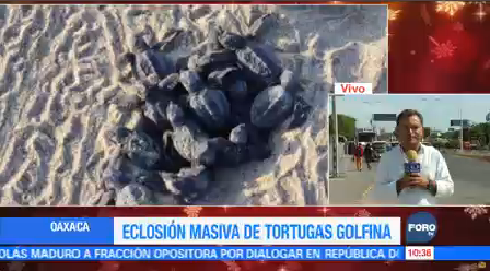 Eclosión Masiva Tortugas Golfina Oaxaca Escobilla Puerto Escondido