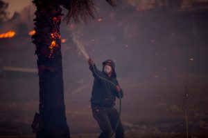 SUNLAND, CA - DECEMBER 05: A resident hoses a burning palm tree during the Creek Fire on December 5, 2017 in Sunland, California. Strong Santa Ana winds are rapidly pushing multiple wildfires across the region, expanding across tens of thousands of acres and destroying hundreds of homes and structures. (Photo by David McNew/Getty Images)