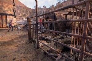 SYLMAR, CA - DECEMBER 06: Ranch hand Anthony Martin hoses down stalls where some of the 29 horses and numerous other animals had died in the Creek Fire at Rancho Padilla on December 6, 2017 near Sylmar, California. Strong Santa Ana winds are pushing multiple wildfires across the region, expanding across tens of thousands of acres and destroying hundreds of homes and structures. (Photo by David McNew/Getty Images)