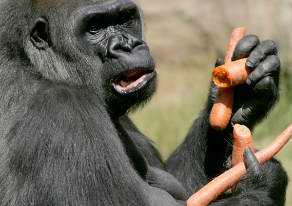 Gorilas pueden aprender a limpiar la comida, revela estudio