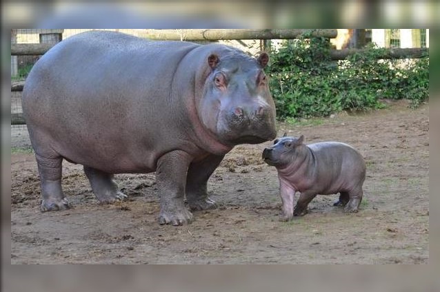 Nace primer hipopótamo concebido en cautiverio en Rabat, Marruecos