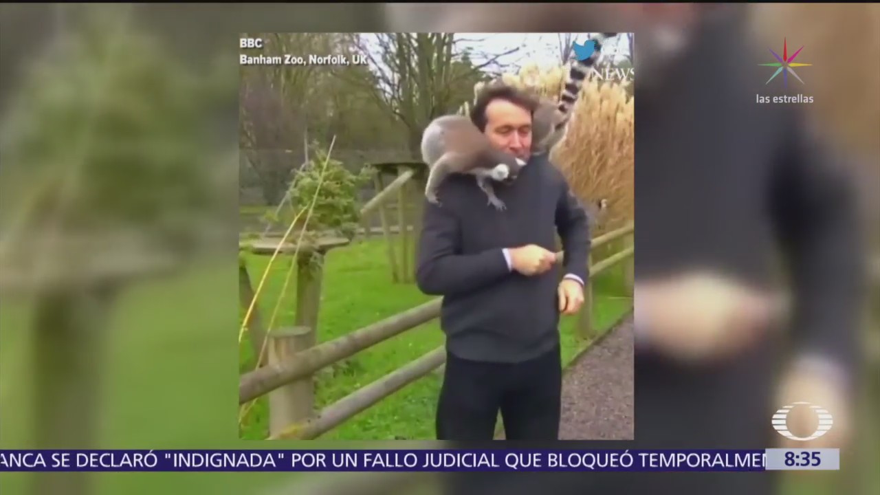 Lémures se divierten con reportero de la BBC y lo atacan a mordiscos