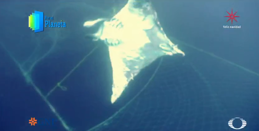 Manta gigante muerta en redes de pesca de Islas Revillagigedo