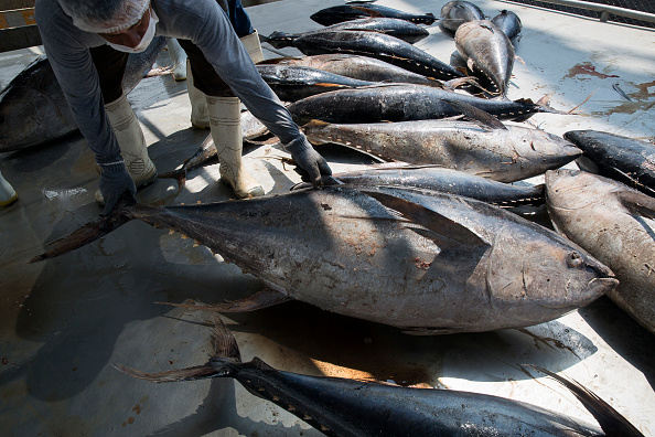 La OMC mantiene su decisión contra el atún mexicano en su disputa con EU