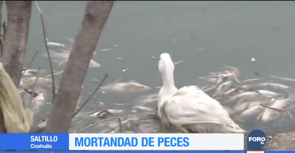 Mueren cientos de peces en lago de Saltillo, Coahuila
