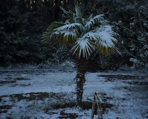 Cae nevada en Florida, el estado del sol