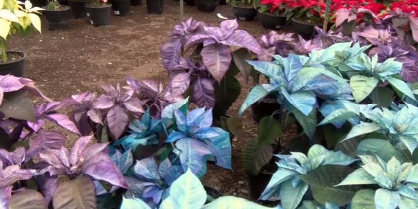 Productores diversifican colores de flor de Nochebuena en Puebla