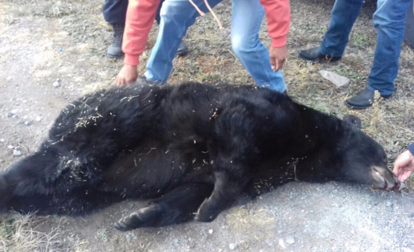 encuentran oso negro muerto por disparo en saltillo