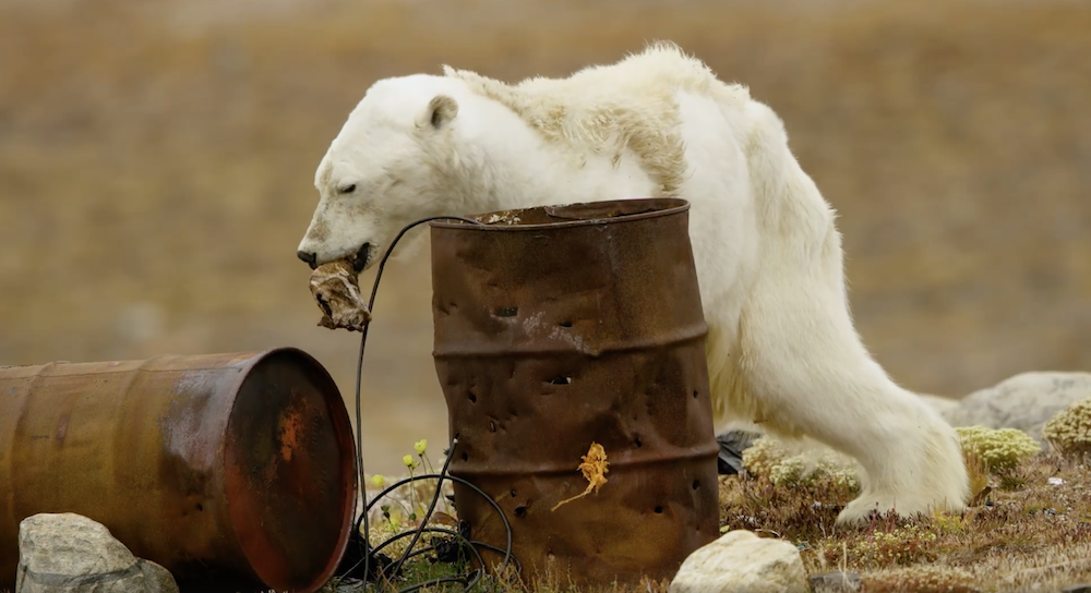Video muestra a oso polar días antes de su muerte