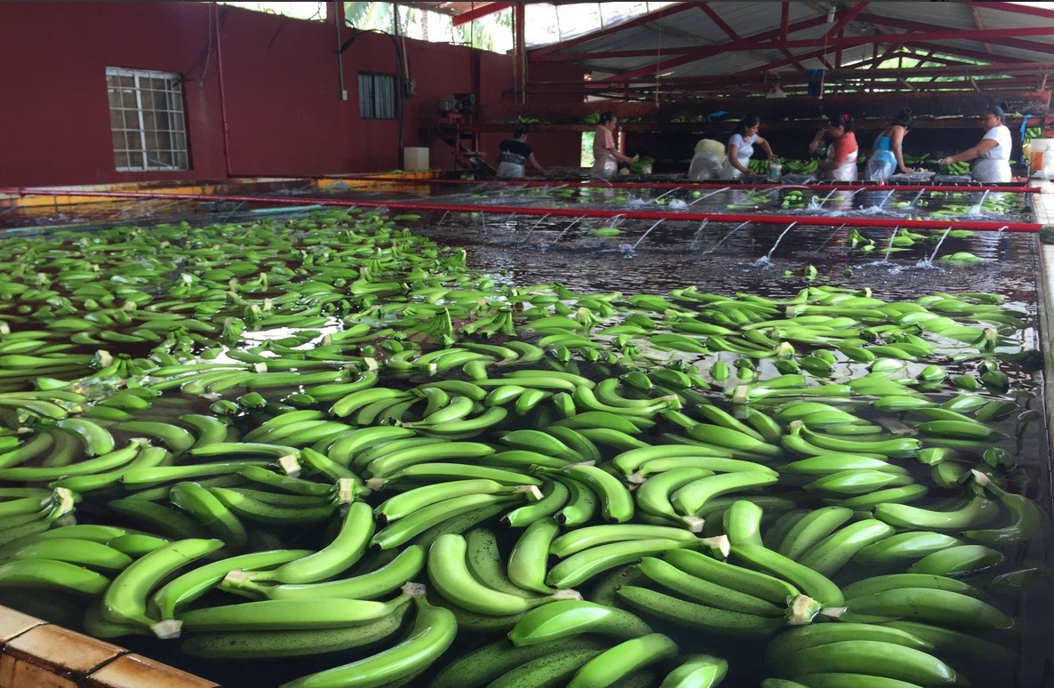 Envío de plátano mexicano a China beneficiará a 20 mil productores