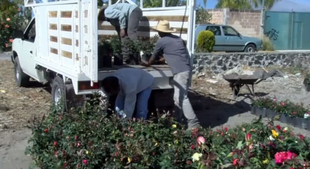 Productores de rosas en Atlixco, listos para la vendimia