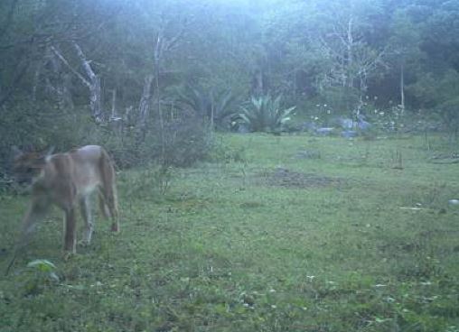 Puma es captado mientras recorre zona protegida en SLP
