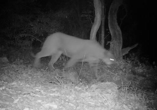 Puma es captado mientras recorre zona protegida en SLP. (Conanp)
