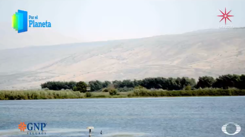 Oasis de Israel, humedales que albergan rutas migratorias para millones de aves