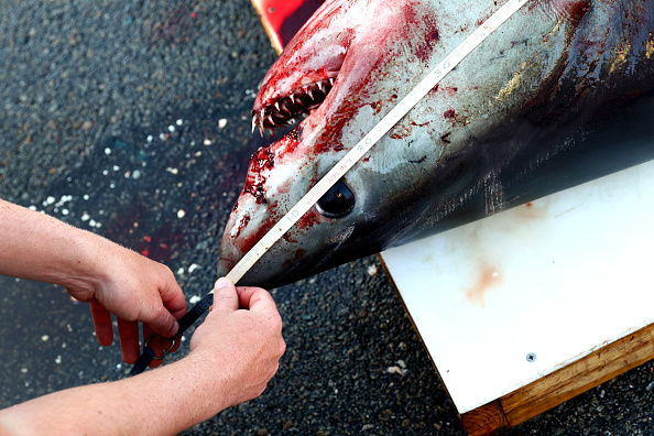 localizan cientos de tiburones muertos en isla del persico