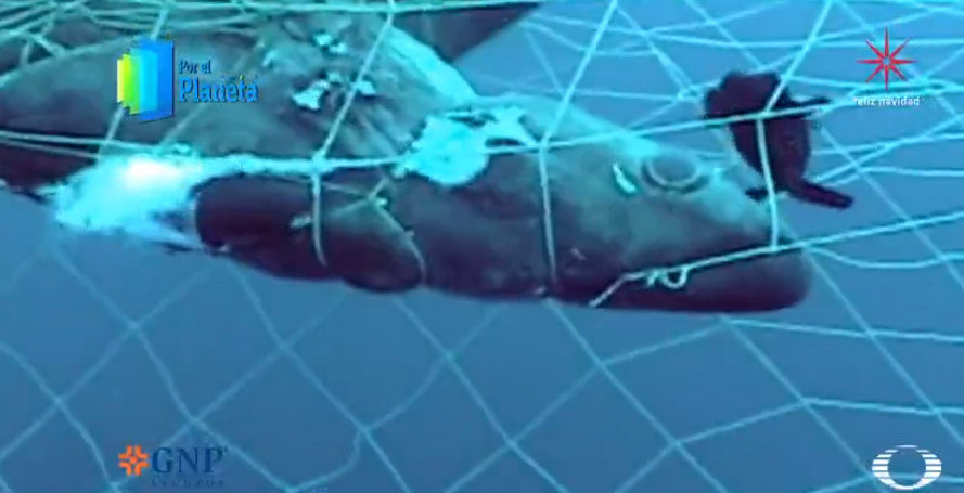 Tiburón zorro muerto en redes de pesca en Islas Revillagigedo 