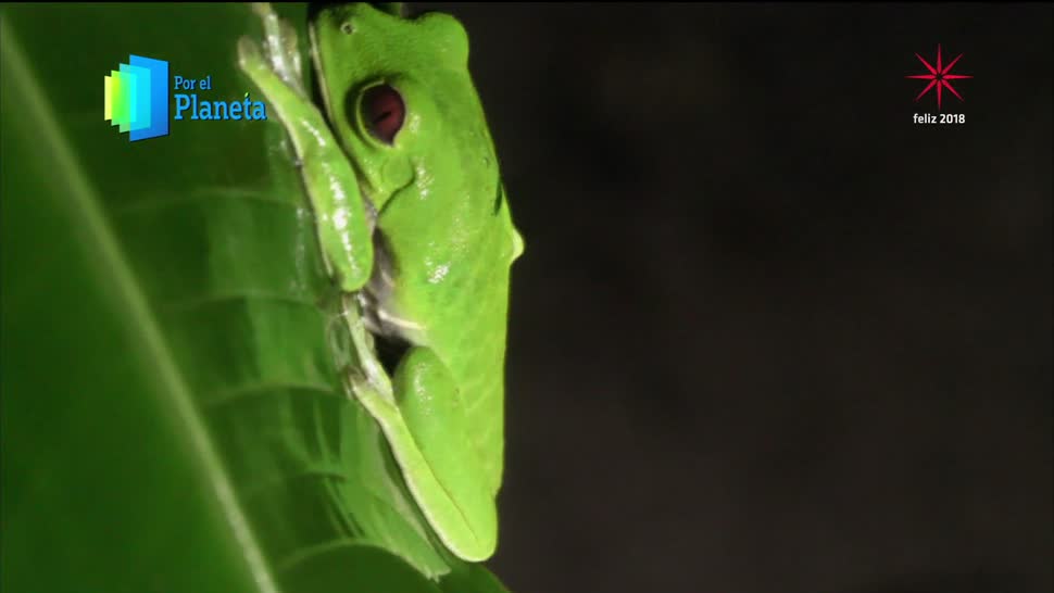 Costa Rica alberga una de cada 20 especies de fauna