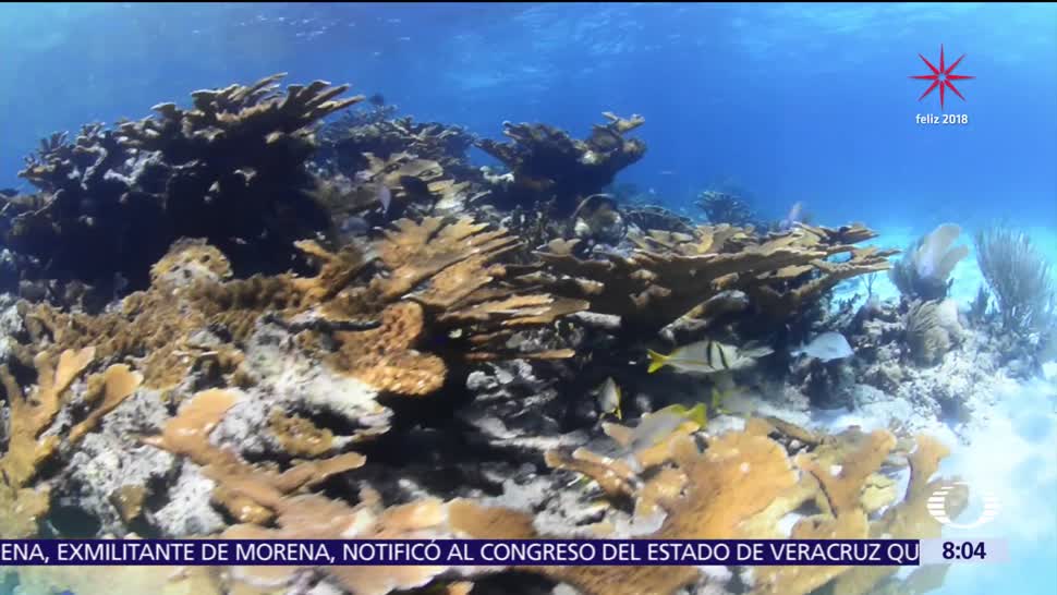La reproducción del coral, un proceso oculto bajo el mar