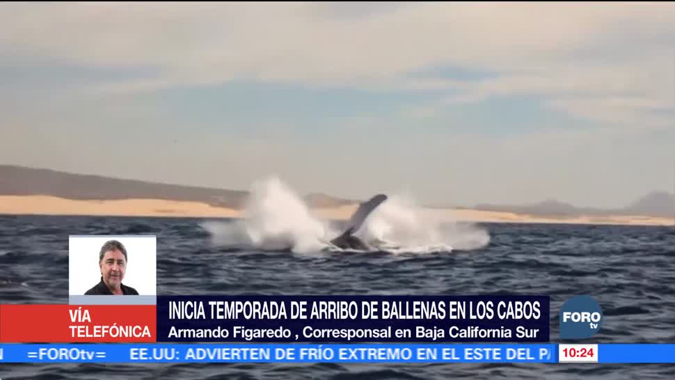 Inicia temporada de arribo de ballenas en Los Cabos