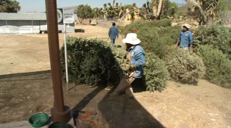 Instalan centro de acopio para reciclar árboles de Navidad en Pachuca