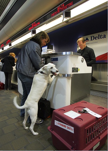 delta airlines pedicar certificado de comportamiento de perros