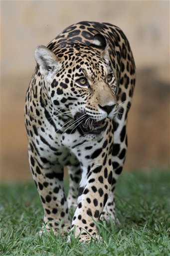 se duplica poblacion de jaguares en mexico