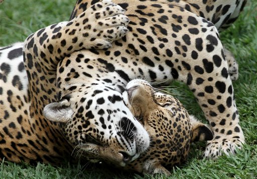 se duplica poblacion de jaguares en mexico 