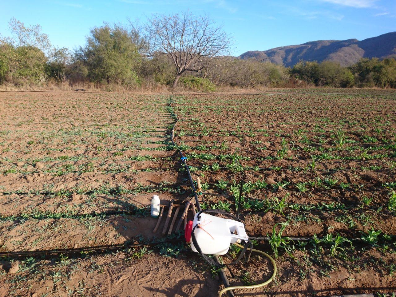 Aseguran 5 plantíos de amapola en Mocorito, Sinaloa