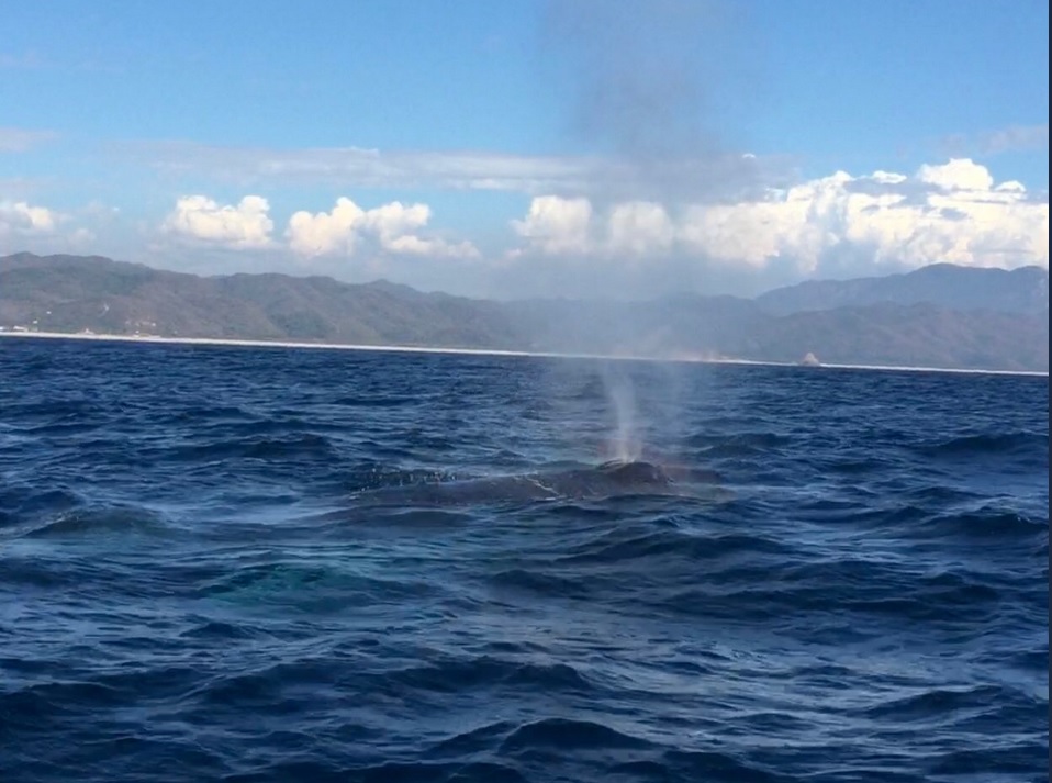 Universitarios de Colima rescatan a una ballena enmallada