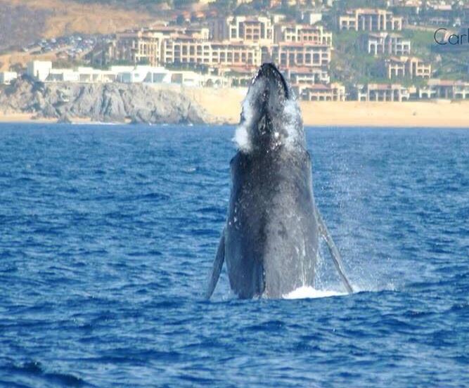 Inicia temporada de avistamiento de ballenas en BCS