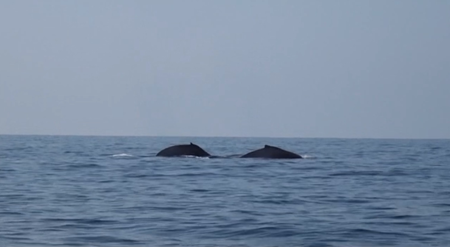 bahia de banderas recibe a ballenas jorobadas