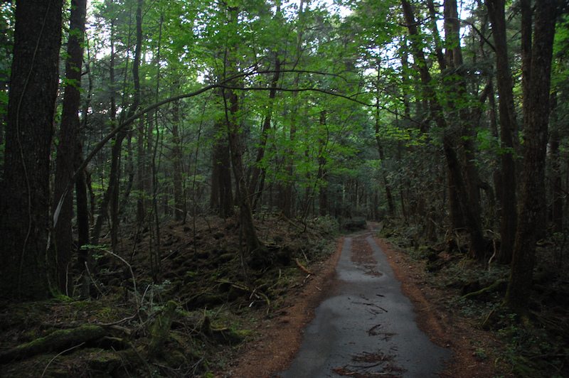 Aokigahara: La historia del bosque de los suicidios