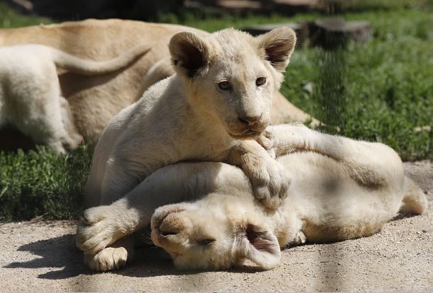 Zoo sueco admite sacrificó 9 cachorros de león por falta de espacio