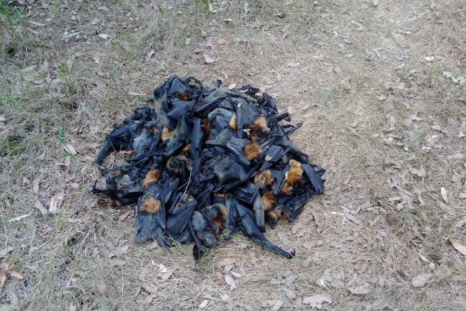 Calor en Sidney mata a cientos de murciélagos