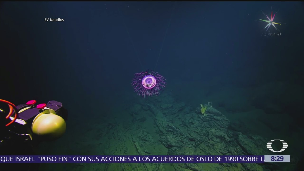 Captan extraña medusa en el Archipiélago de Revillagigedo