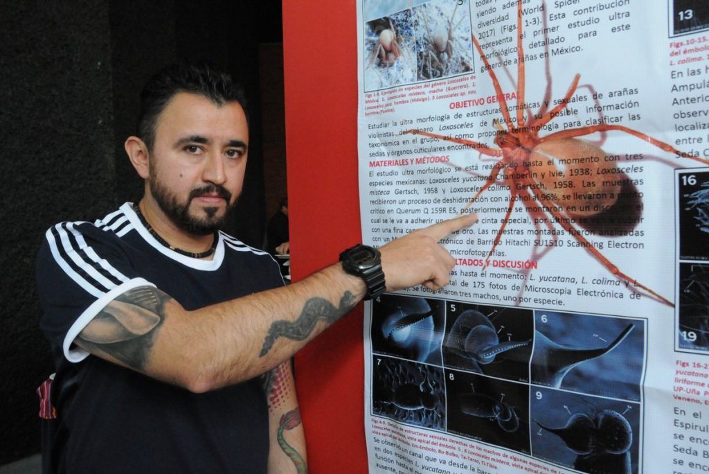 Descubren en Puebla nueva especie de la araña violinista. (UNAM)