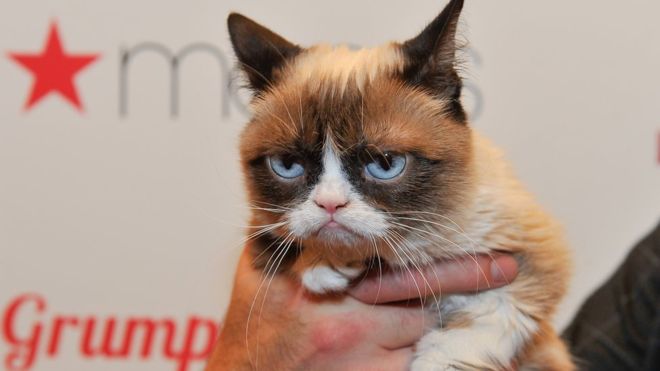 'Grumpy Cat' gana demanda a compañía de café