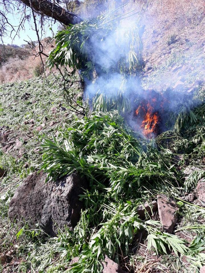 Fuerza Única de Jalisco destruye 72 mil plantas de marihuana