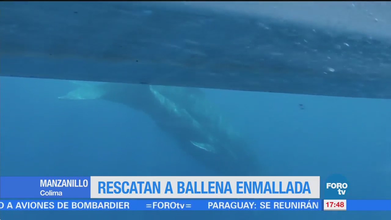 Estudiantes Colima Rescatan Ballena Enredada Red Pesca