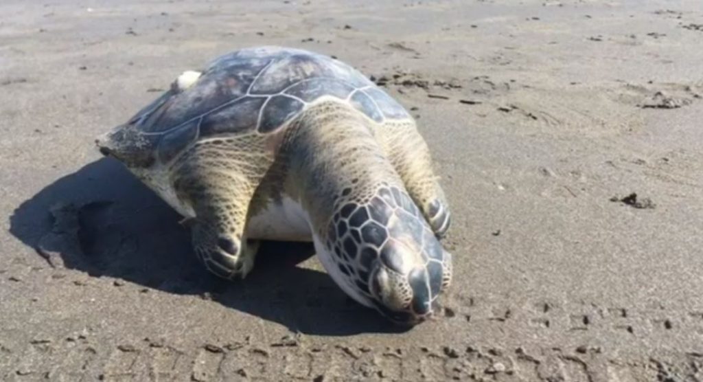 Hallan a tortuga muerta en Boca del Río, en Veracruz