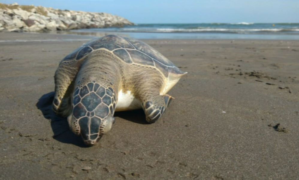 Hallan a tortuga muerta en Boca del Río, en Veracruz