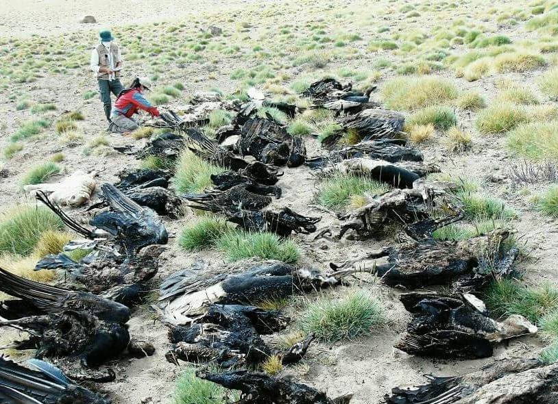 Hallan muertos 34 cóndores provincia argentina Mendoza
