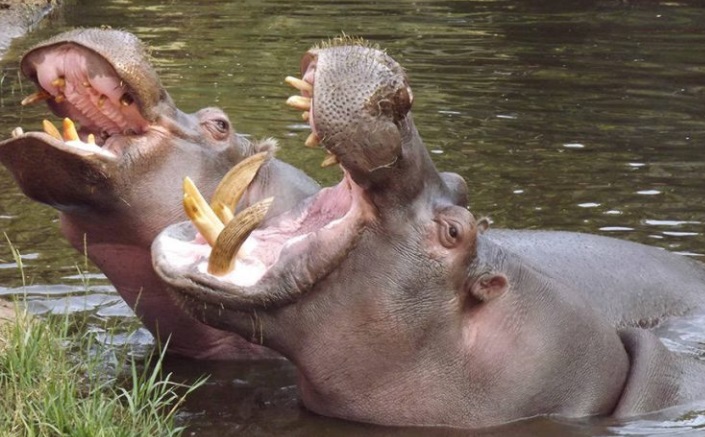 Hipopótamos de Pablo Escobar se convierten en un problema para Colombia