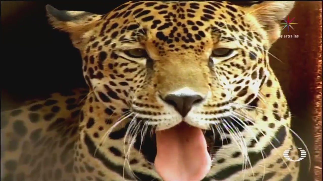 Incrementa población de jaguares en México
