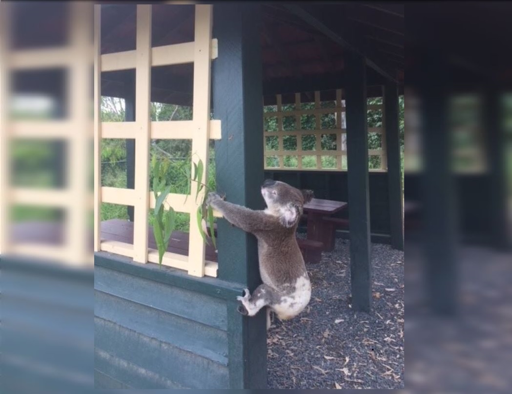 Australia investiga muerte de koala que apareció atornillado a un poste