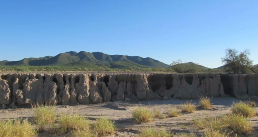 INAH descubre vestigios del maíz más antiguo en Sonora