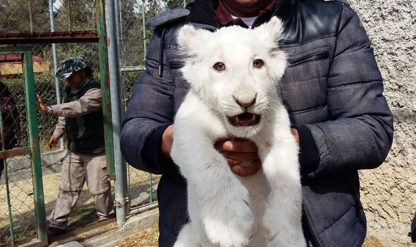 Nace león blanco en zoológico de Tlaxcala
