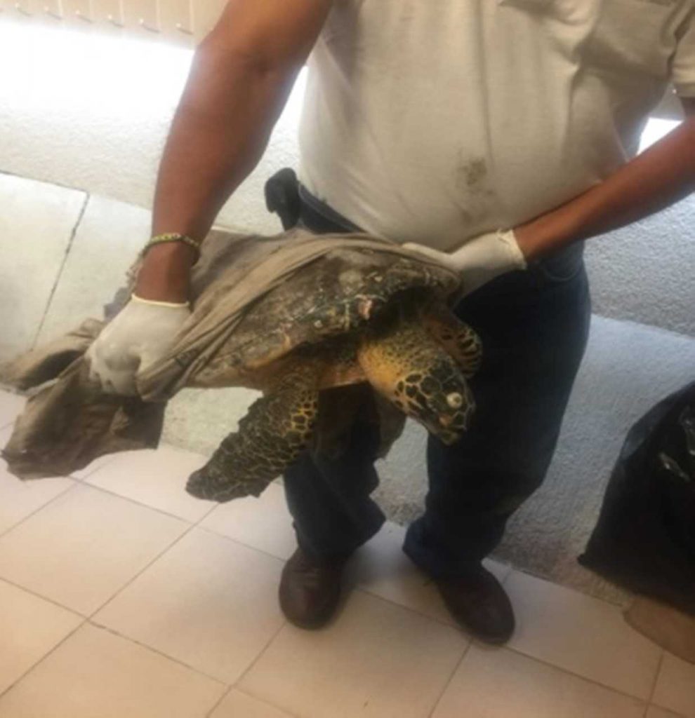Más de 4 millones de tortugas marinas son protegidas en Oaxaca