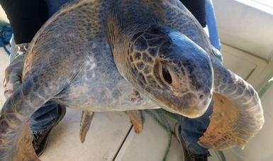 Más de 4 millones de tortugas marinas son protegidas en Oaxaca durante 2017