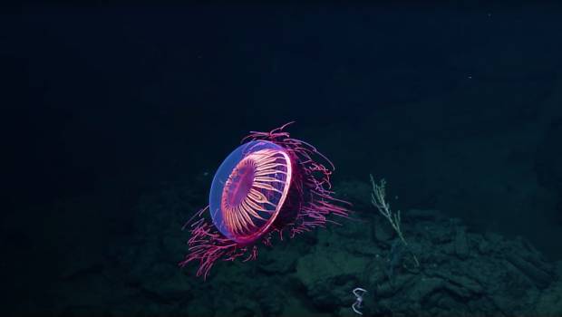 medusa-mexico-1
